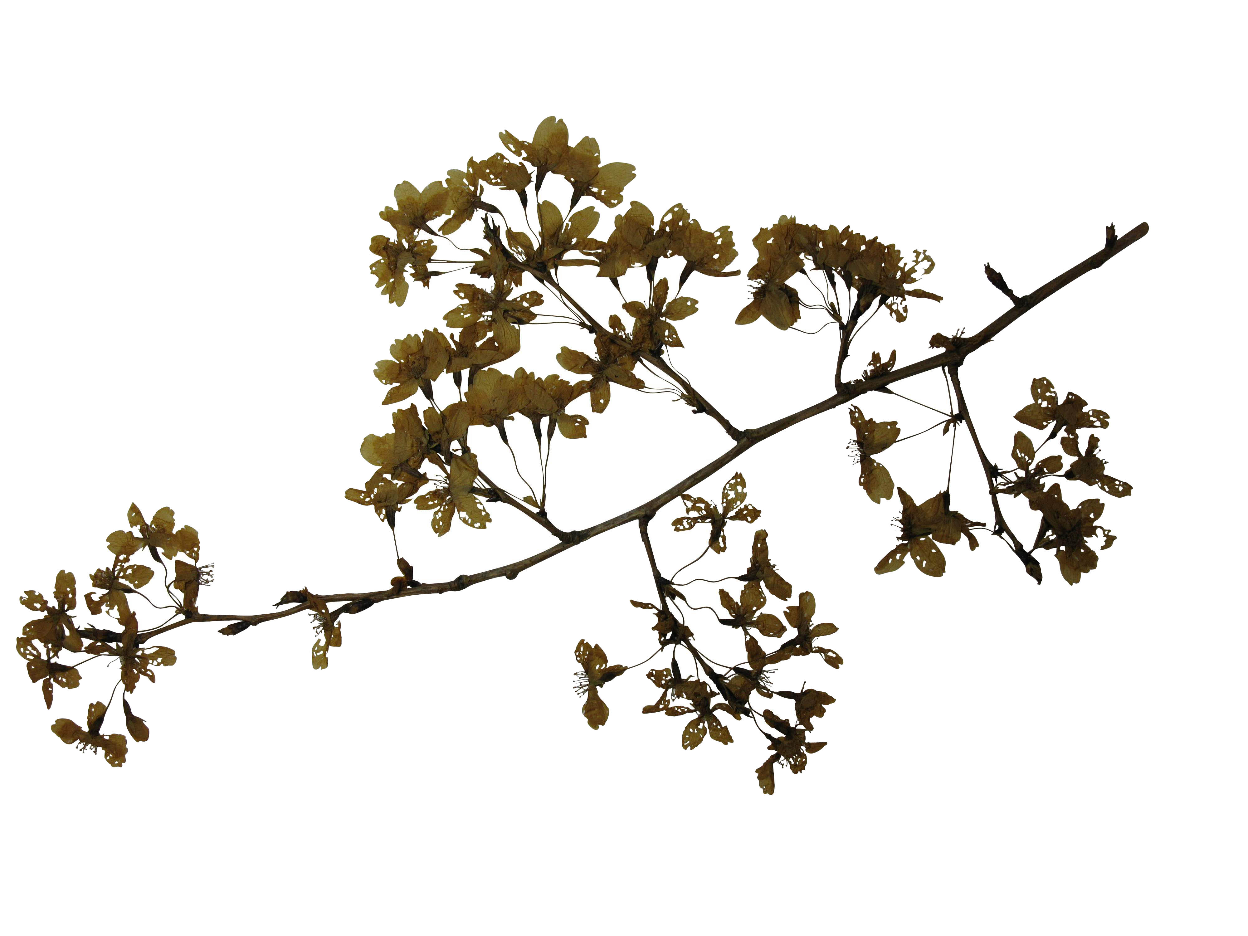 Sargent Cherry [Branch, flowering] (Prunus sargentii)